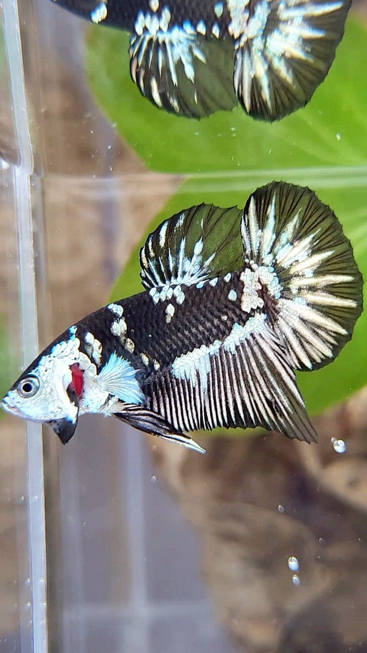 PLAKAT BLACK MAMBA SNOW MASKING BETTA FISH