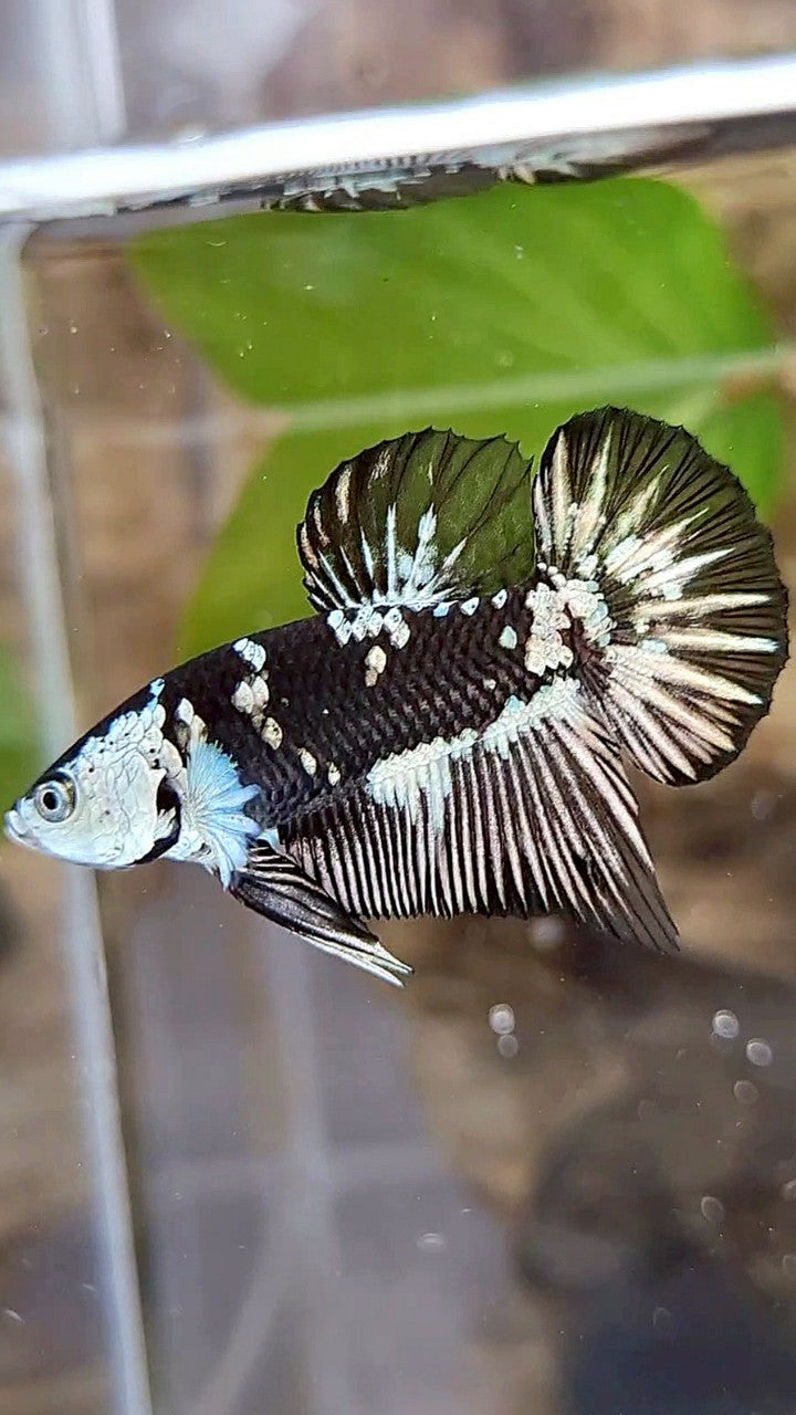 PLAKAT BLACK MAMBA SNOW MASKING BETTA FISH