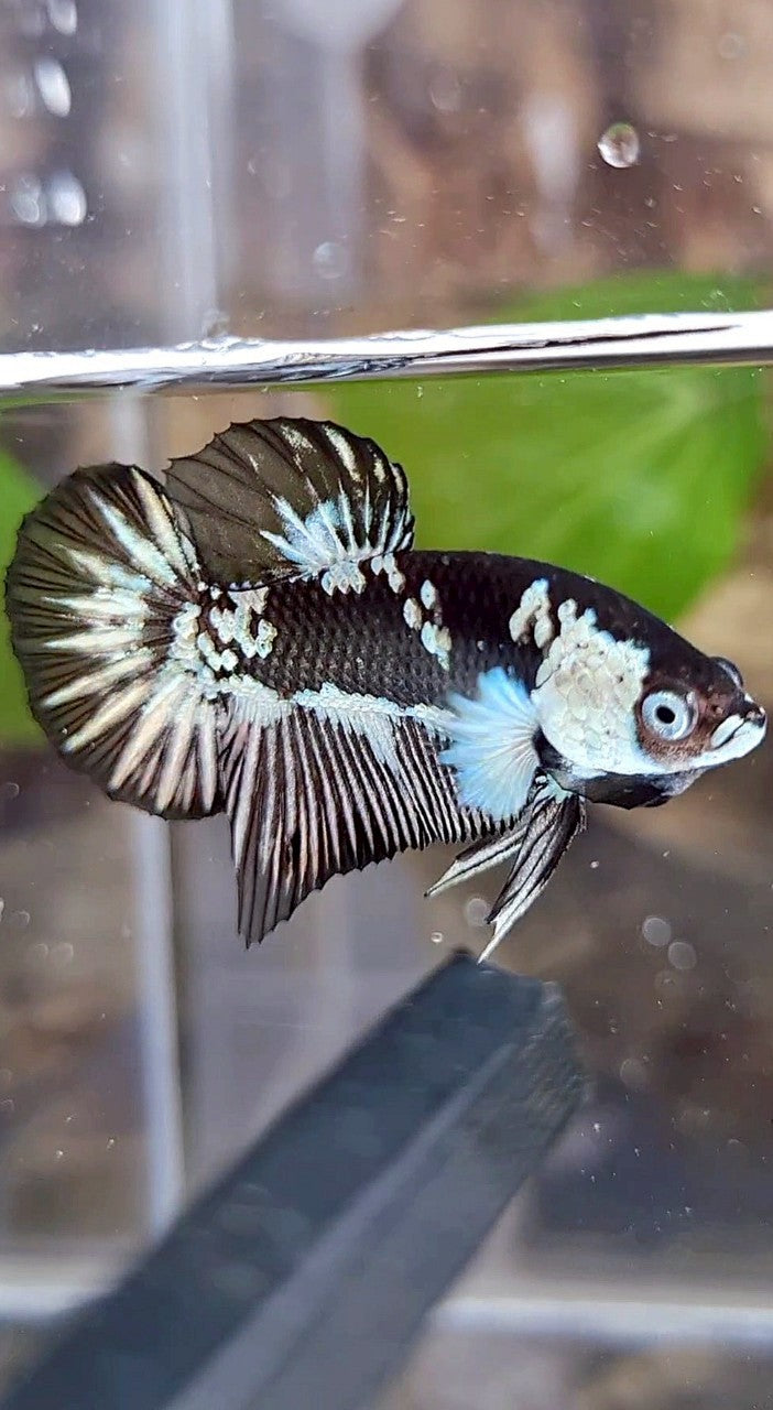 PLAKAT BLACK MAMBA SNOW MASKING BETTA FISH