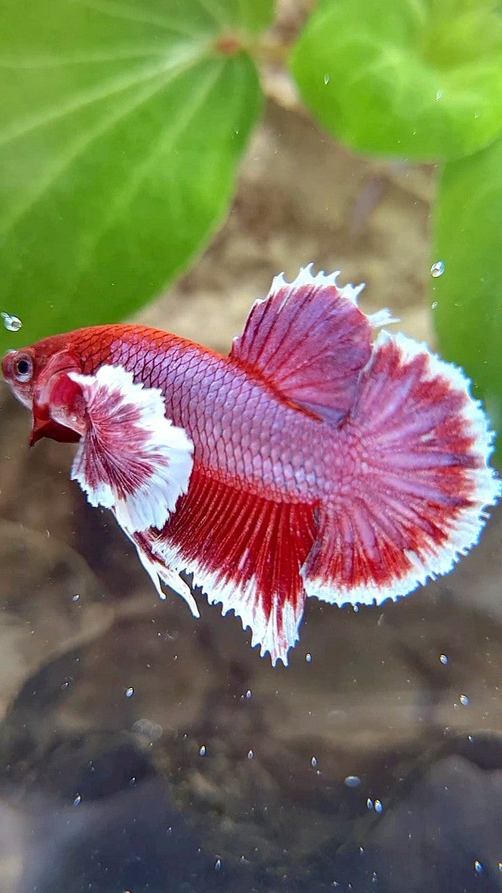 PLAKAT DUMBO EAR PURPLE RED LAVENDER BETTA FISH