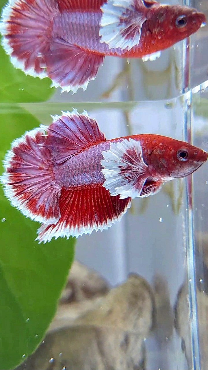 PLAKAT DUMBO EAR PURPLE RED LAVENDER BETTA FISH