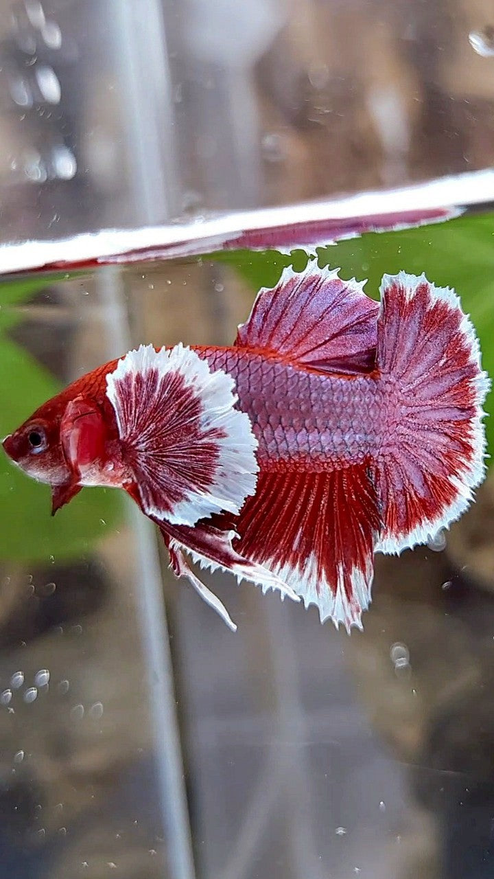 PLAKAT DUMBO EAR PURPLE RED LAVENDER BETTA FISH