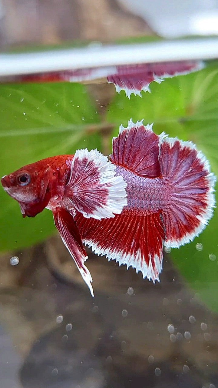 PLAKAT DUMBO EAR PURPLE RED LAVENDER BETTA FISH