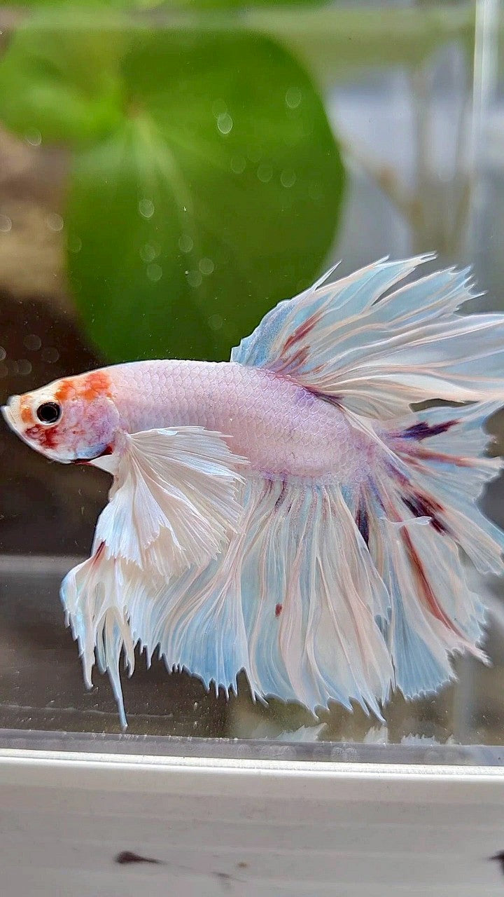 KING ROSETAIL HALFMOON SUPER DUMBO EAR WHITE COLOR WASH BETTA FISH