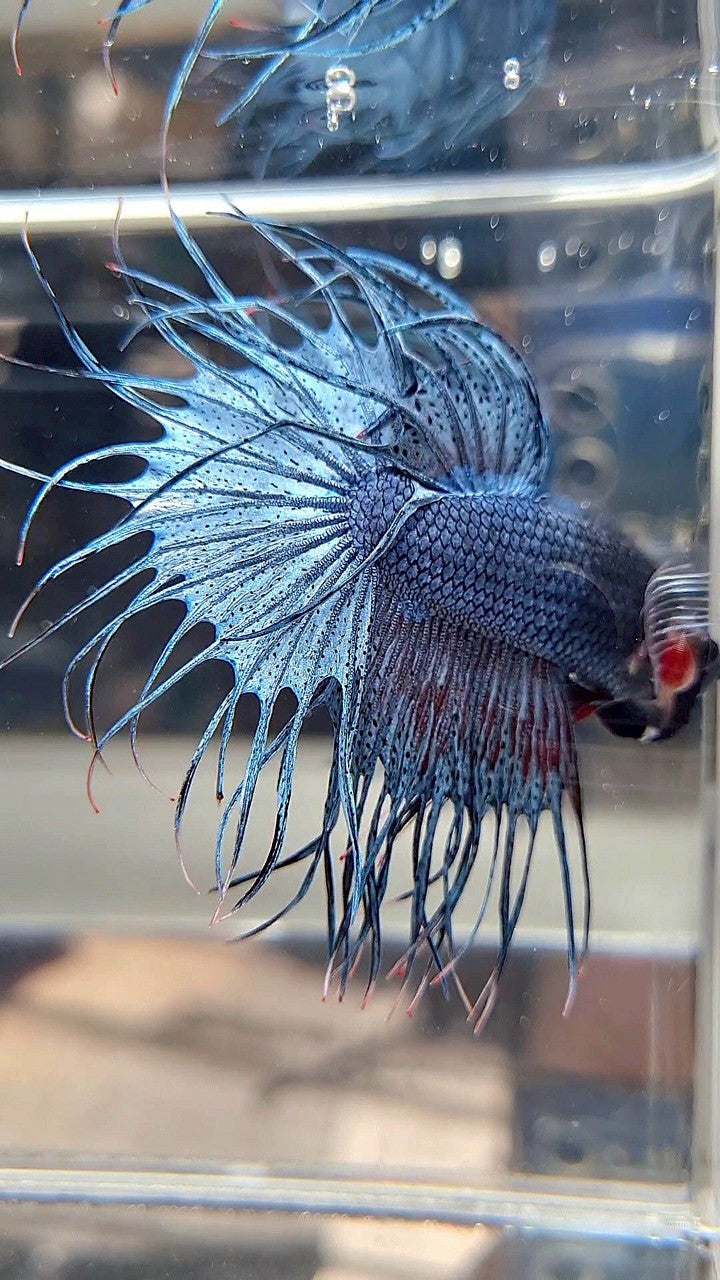 CROWNTAIL – Rare Betta Fish Store