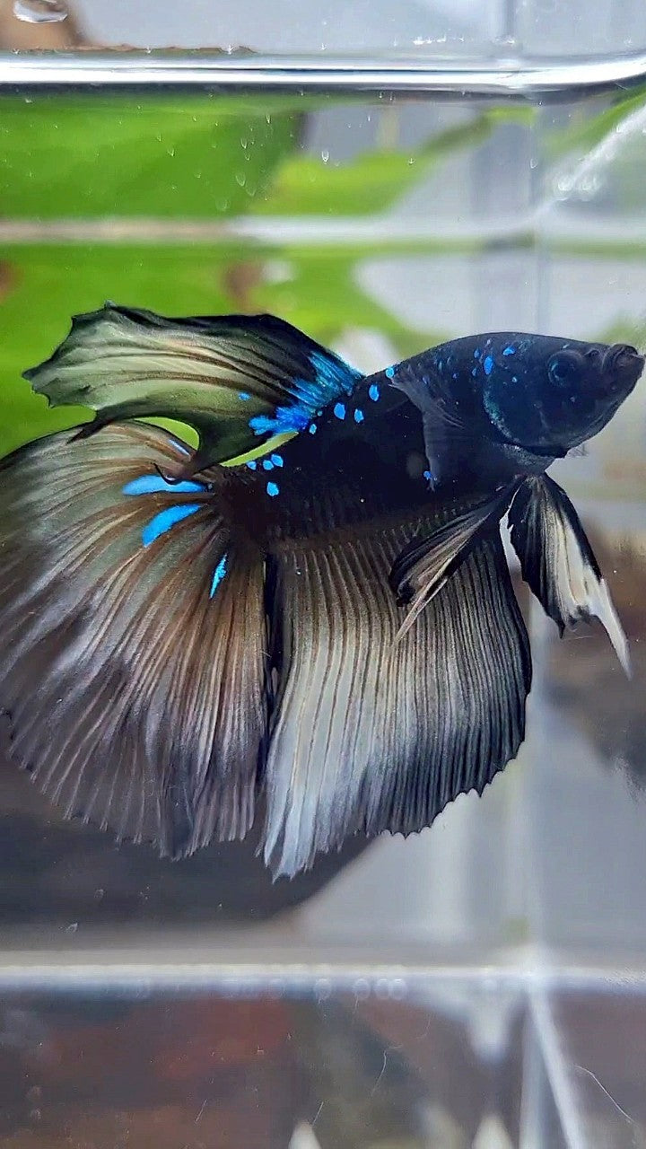 HALFMOON ROSETAIL BLACK GALAXY BLUE AVATAR YELLOW BETTA FISH