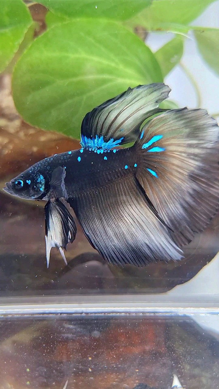 HALFMOON ROSETAIL BLACK GALAXY BLUE AVATAR YELLOW BETTA FISH