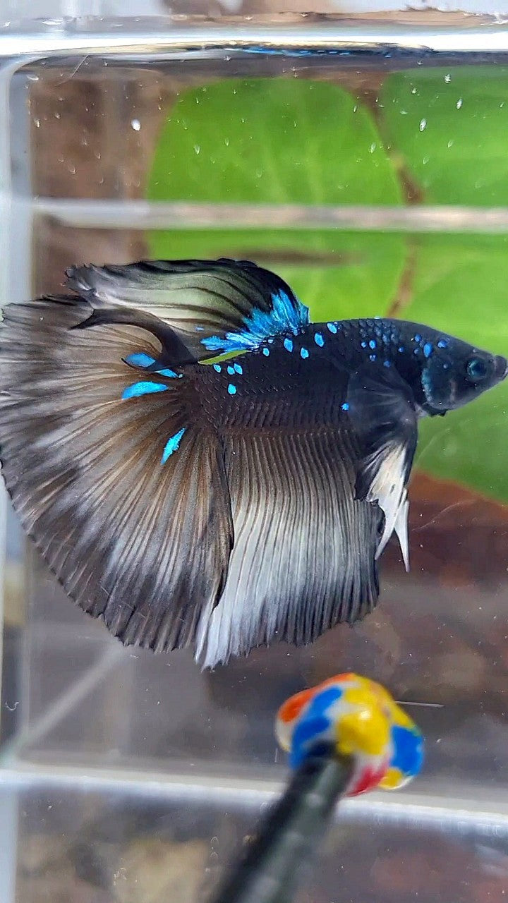 HALFMOON ROSETAIL BLACK GALAXY BLUE AVATAR YELLOW BETTA FISH