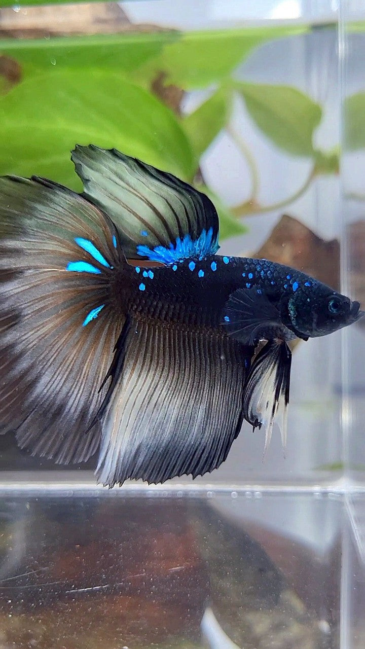 HALFMOON ROSETAIL BLACK GALAXY BLUE AVATAR YELLOW BETTA FISH