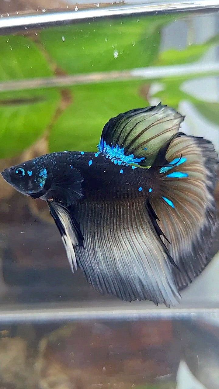 HALFMOON ROSETAIL BLACK GALAXY BLUE AVATAR YELLOW BETTA FISH