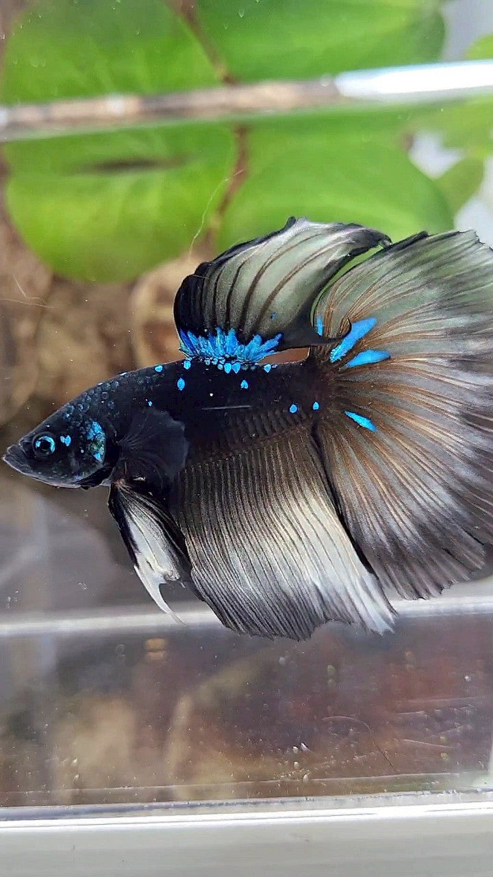 HALFMOON ROSETAIL BLACK GALAXY BLUE AVATAR YELLOW BETTA FISH