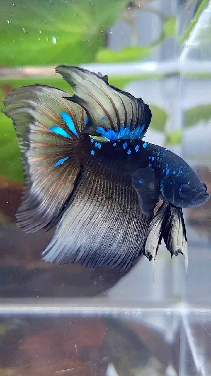HALFMOON ROSETAIL BLACK GALAXY BLUE AVATAR YELLOW BETTA FISH