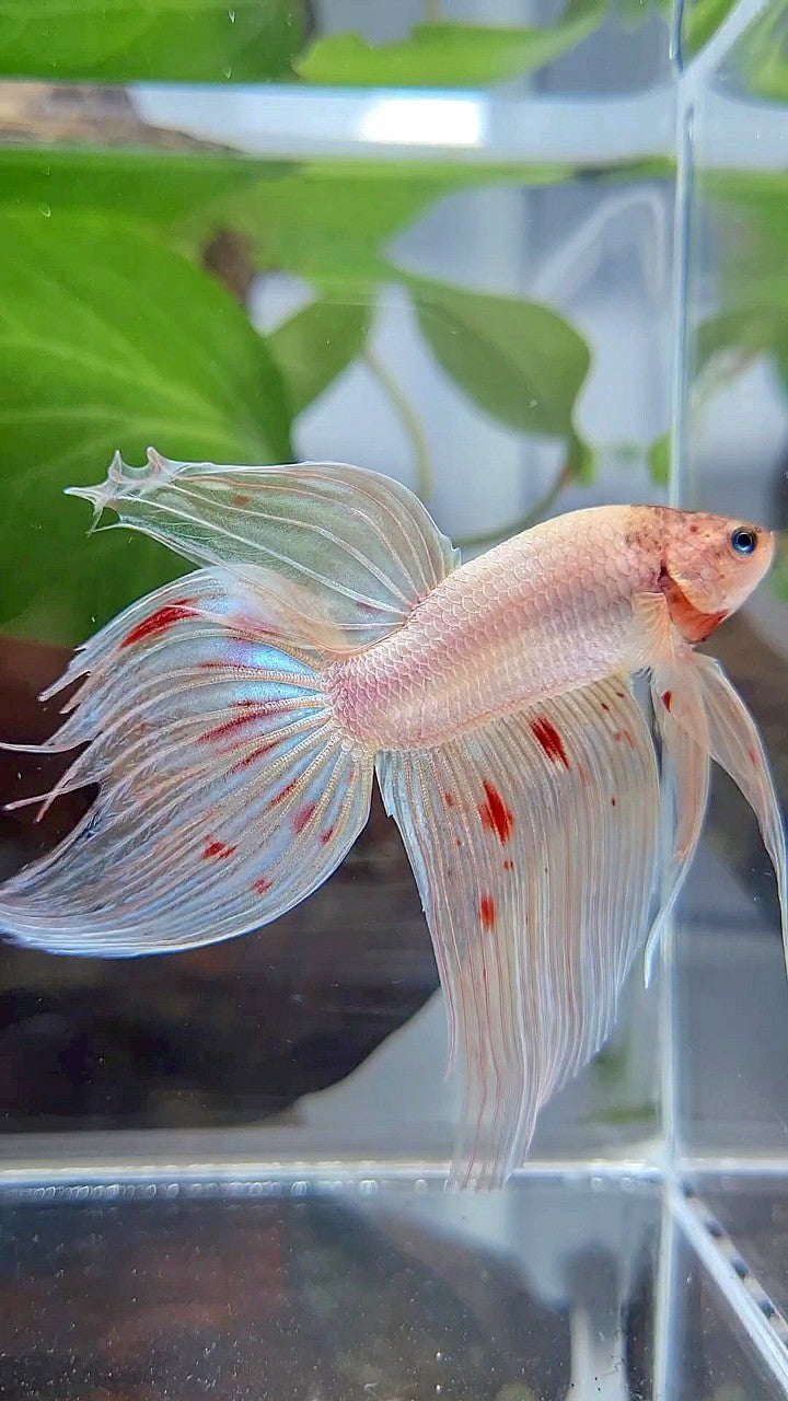 XL VEILTAIL ORANGE SILVER ARMAGEDDON BETTA FISH