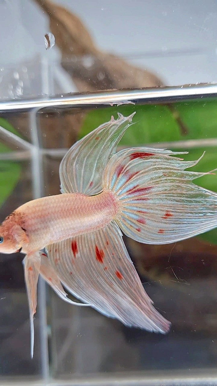 XL VEILTAIL ORANGE SILVER ARMAGEDDON BETTA FISH