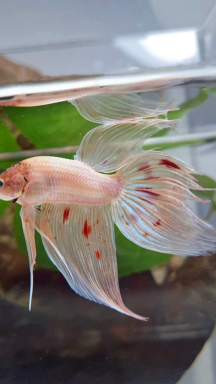 XL VEILTAIL ORANGE SILVER ARMAGEDDON BETTA FISH
