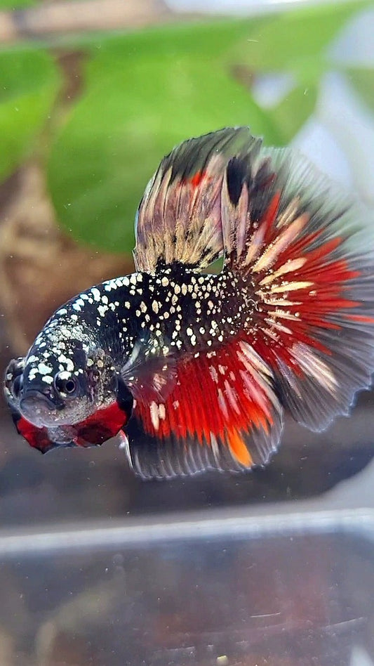 LUXURY HALFMOON ROSETAIL BLACKSTAR COPPER AVATAR GOLD VAMPIRE BETTA FISH