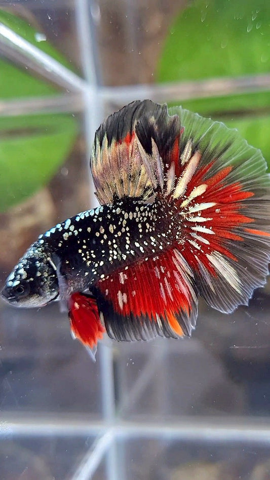 LUXURY HALFMOON ROSETAIL BLACKSTAR COPPER AVATAR GOLD VAMPIRE BETTA FISH