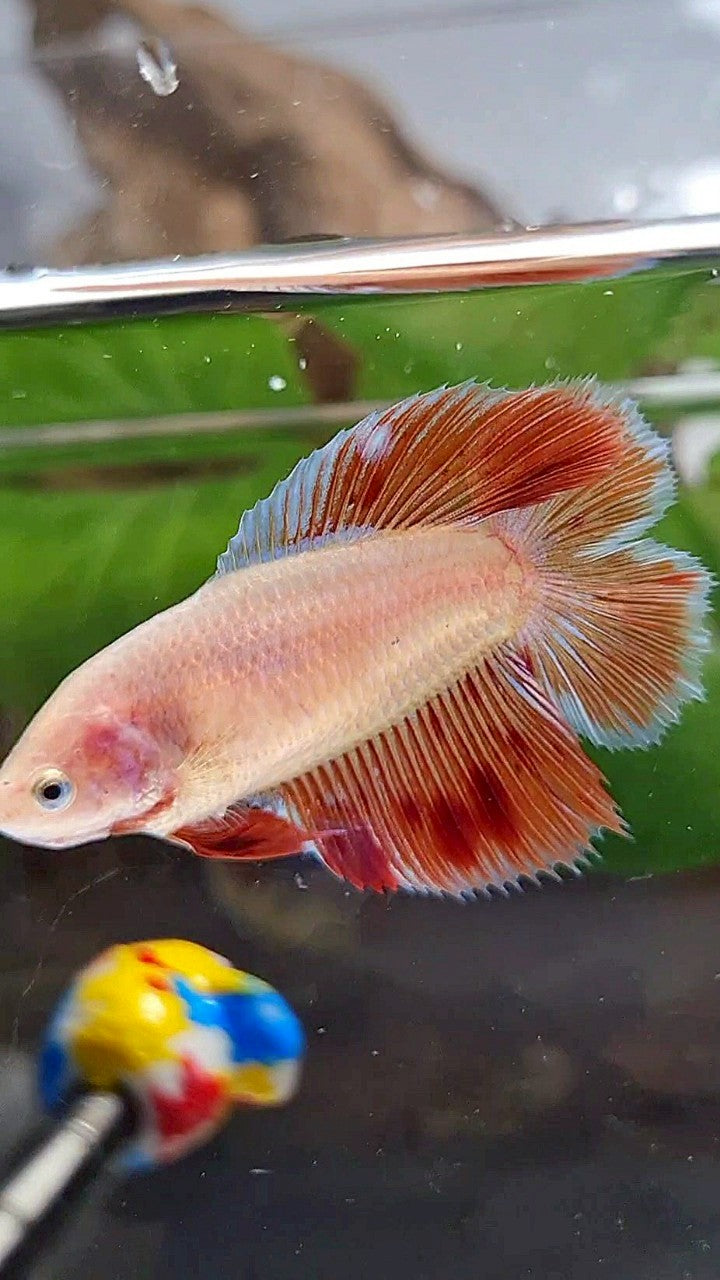 LUXURY FEMALE HALFMOON DOUBLE TAIL ARMAGEDDON BETTA FISH