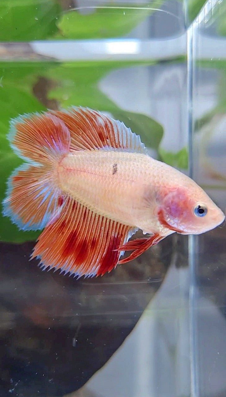 LUXURY FEMALE HALFMOON DOUBLE TAIL ARMAGEDDON BETTA FISH