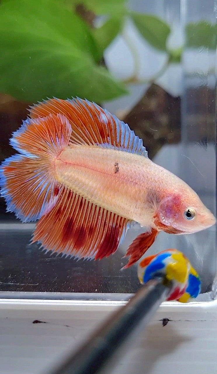 LUXURY FEMALE HALFMOON DOUBLE TAIL ARMAGEDDON BETTA FISH