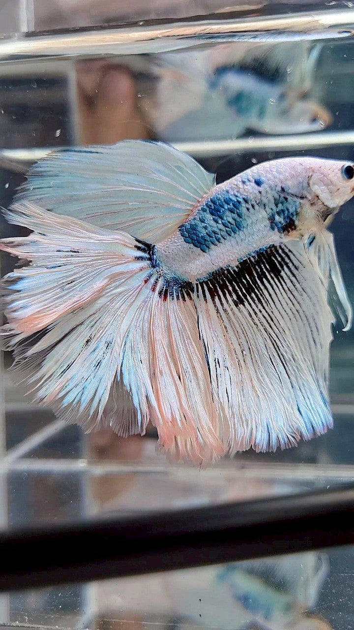 GIANT HALFMOON TOTAL 8,5CM+ ROSETAIL WHITE SNOW FANCY PATTERN BLUE BETTA FISH