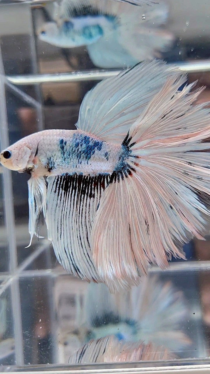 GIANT HALFMOON TOTAL 8,5CM+ ROSETAIL WHITE SNOW FANCY PATTERN BLUE BETTA FISH
