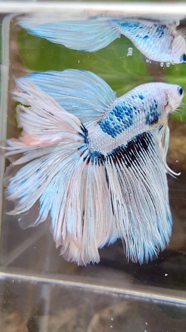GIANT HALFMOON TOTAL 8,5CM+ ROSETAIL WHITE SNOW FANCY PATTERN BLUE BETTA FISH