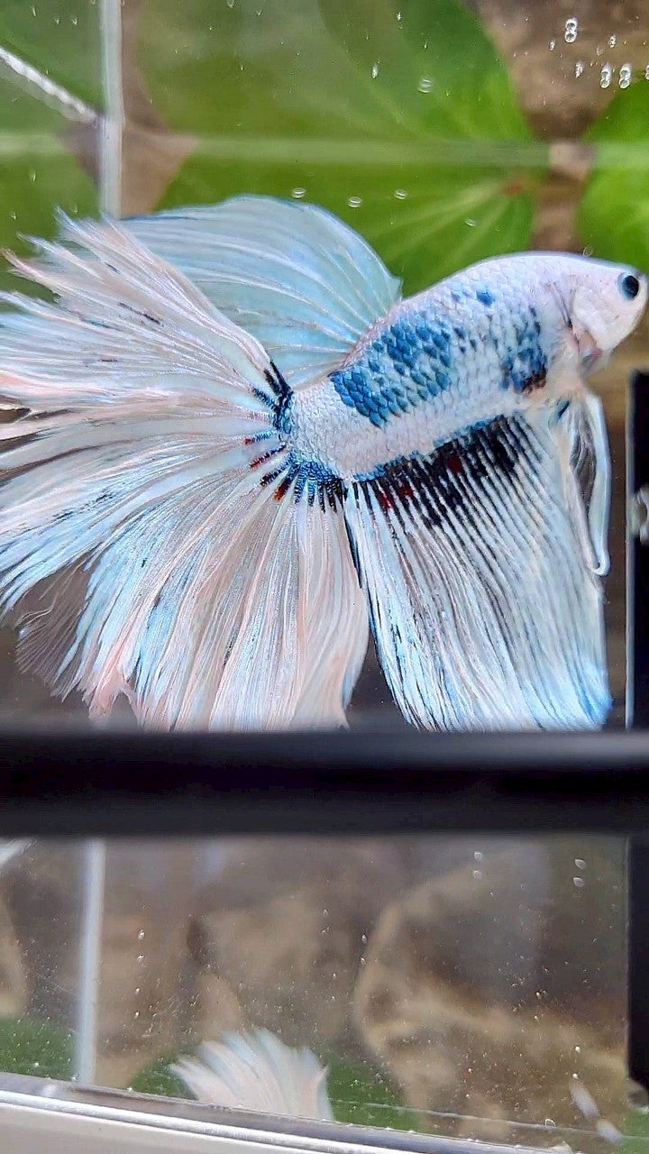 GIANT HALFMOON TOTAL 8,5CM+ ROSETAIL WHITE SNOW FANCY PATTERN BLUE BETTA FISH