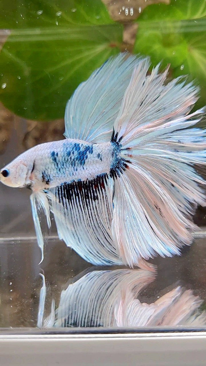 GIANT HALFMOON TOTAL 8,5CM+ ROSETAIL WHITE SNOW FANCY PATTERN BLUE BETTA FISH
