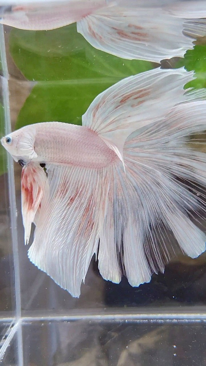 GIANT HALFMOON TOTAL 8,5CM+ ROSETAIL WHITE PLATINUM BETTA FISH