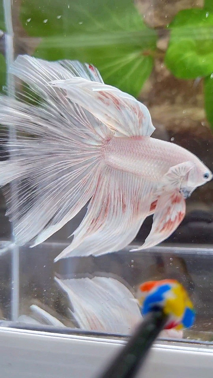 GIANT HALFMOON TOTAL 8,5CM+ ROSETAIL WHITE PLATINUM BETTA FISH