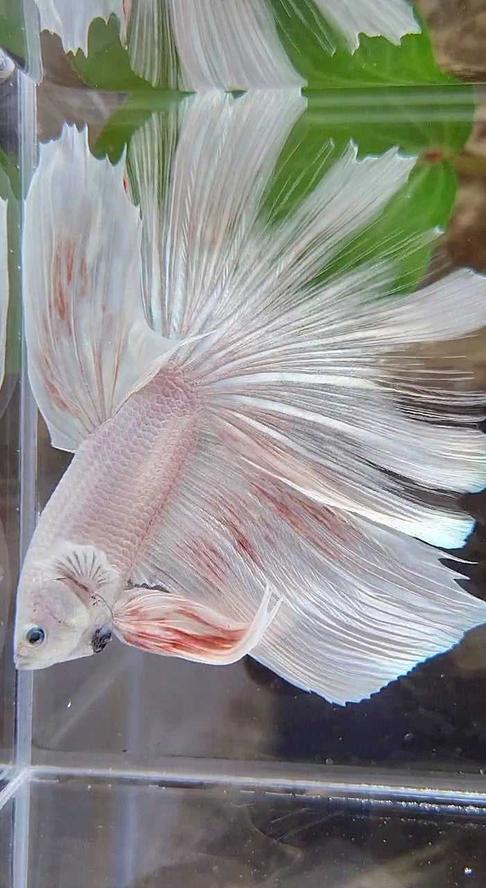 GIANT HALFMOON TOTAL 8,5CM+ ROSETAIL WHITE PLATINUM BETTA FISH