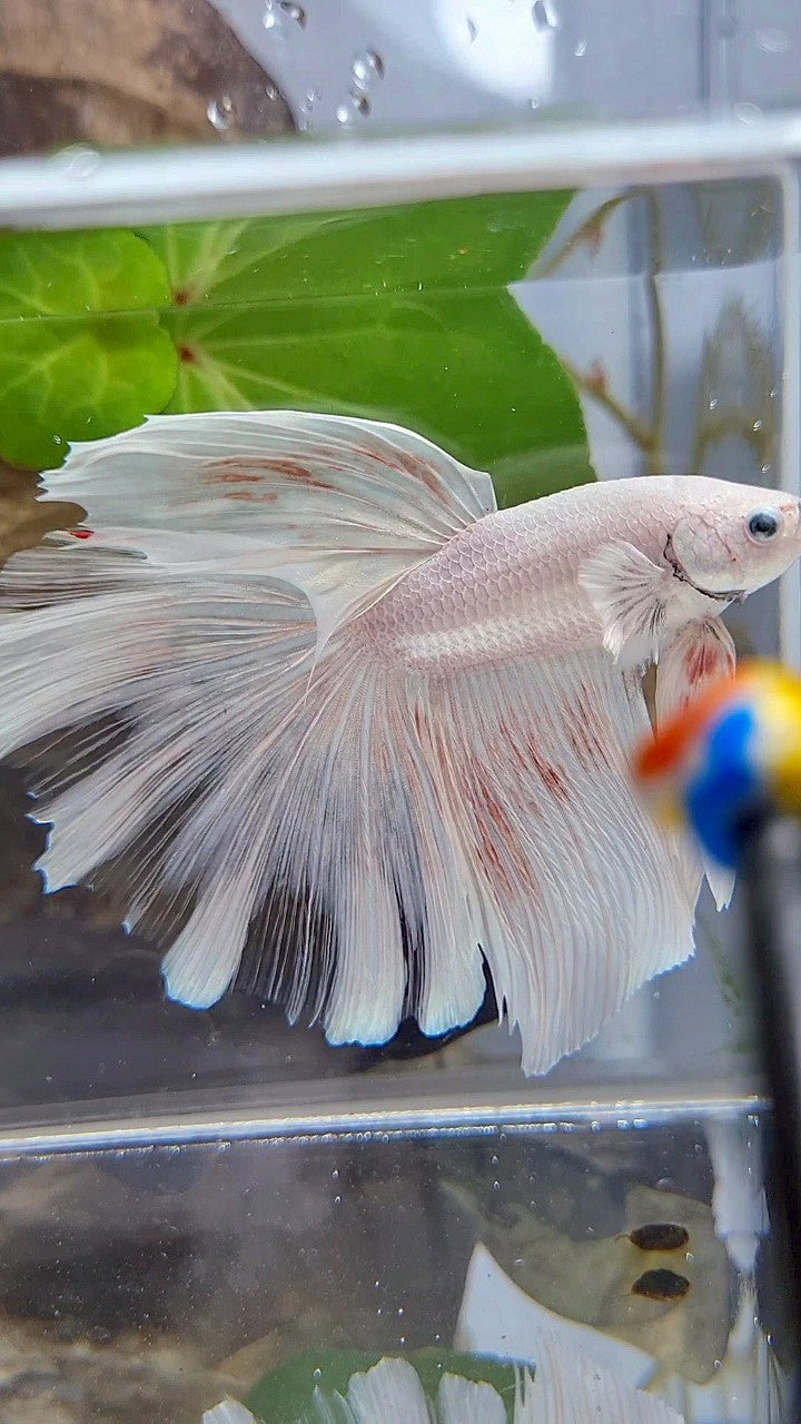 GIANT HALFMOON TOTAL 8,5CM+ ROSETAIL WHITE PLATINUM BETTA FISH