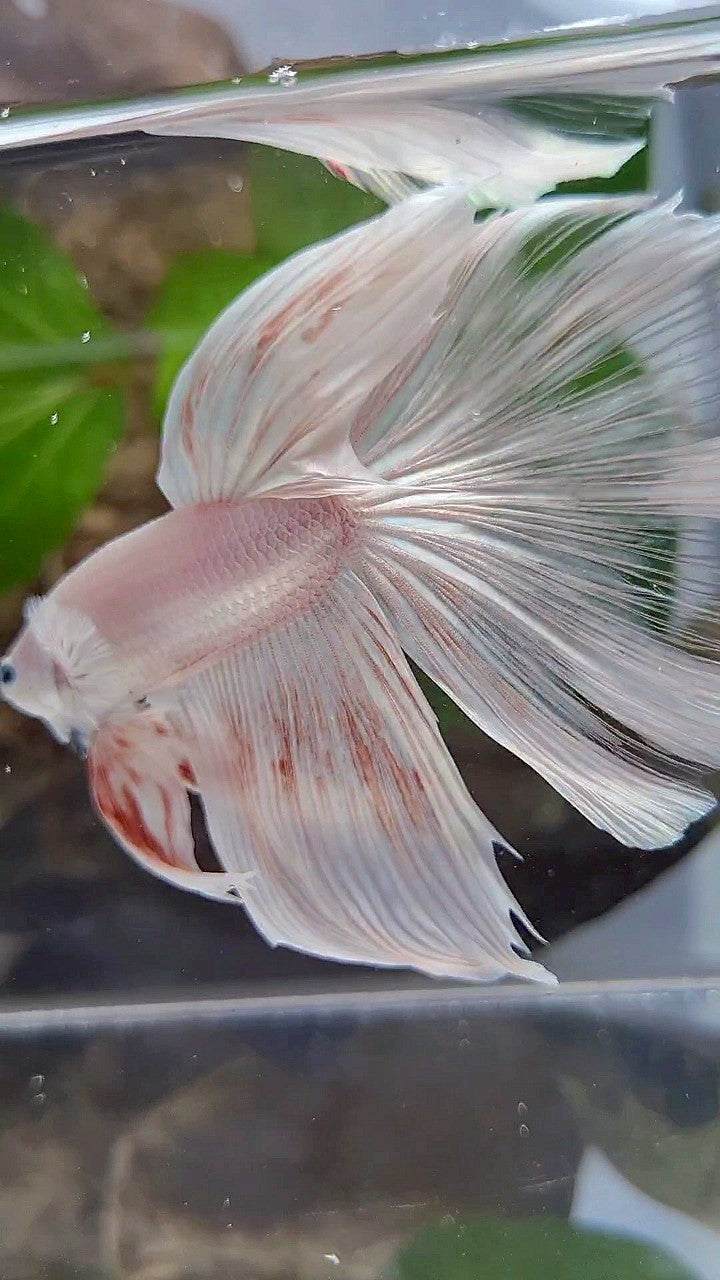 GIANT HALFMOON TOTAL 8,5CM+ ROSETAIL WHITE PLATINUM BETTA FISH