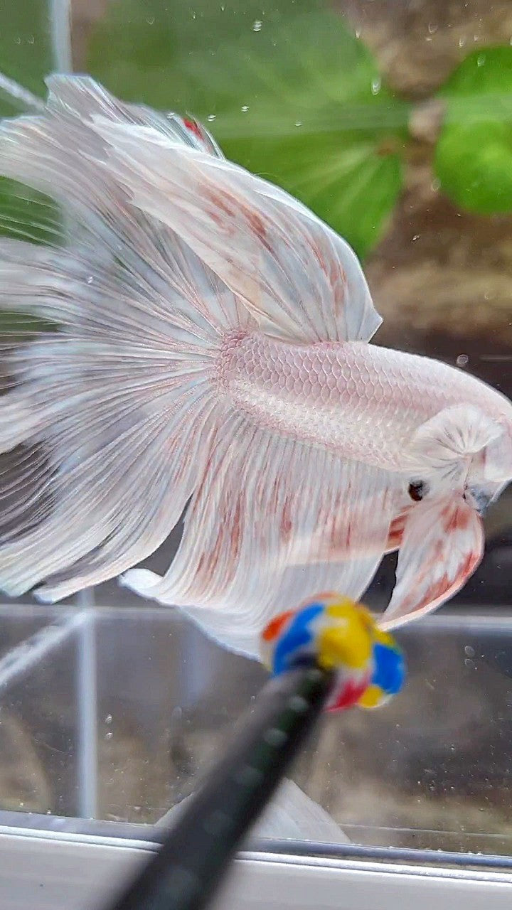 GIANT HALFMOON TOTAL 8,5CM+ ROSETAIL WHITE PLATINUM BETTA FISH