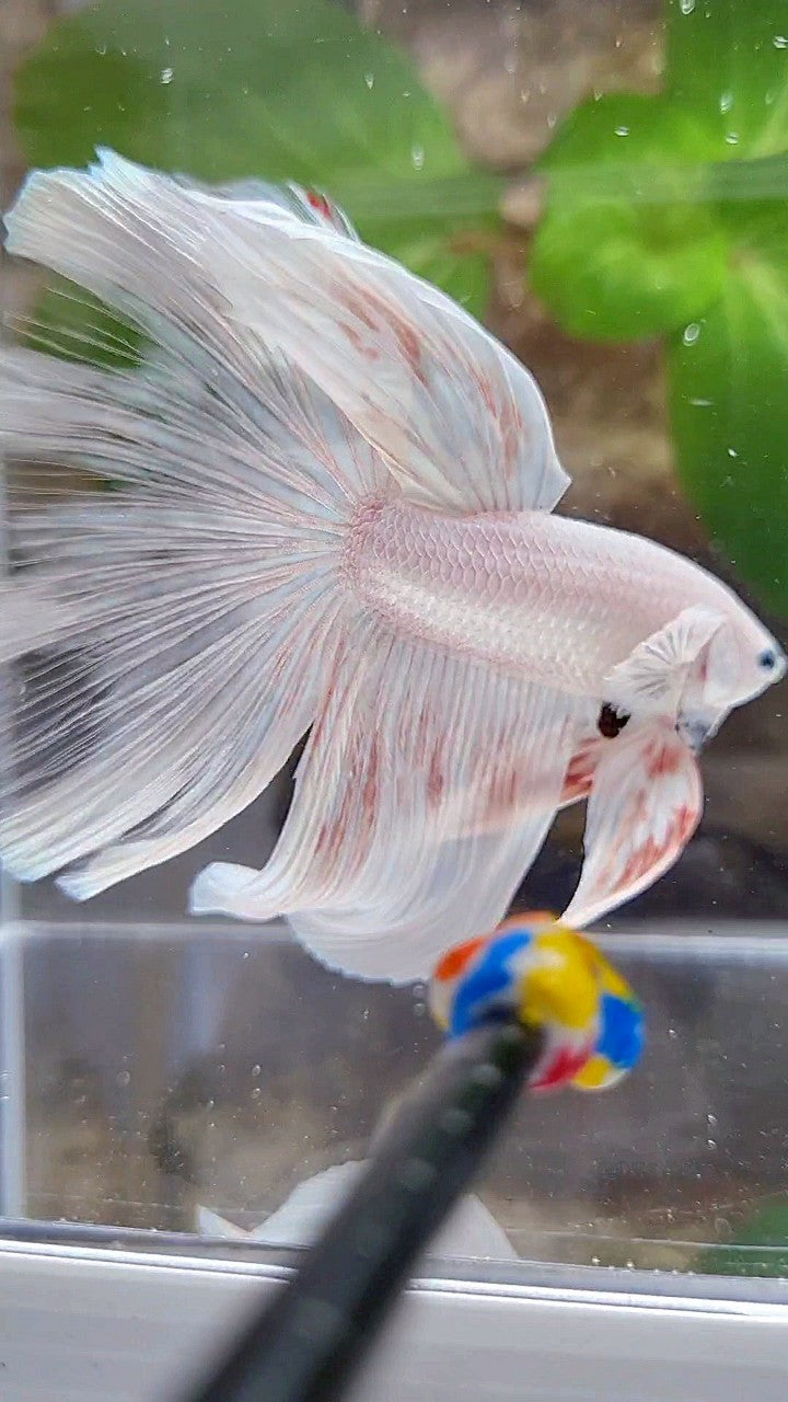 GIANT HALFMOON TOTAL 8,5CM+ ROSETAIL WHITE PLATINUM BETTA FISH