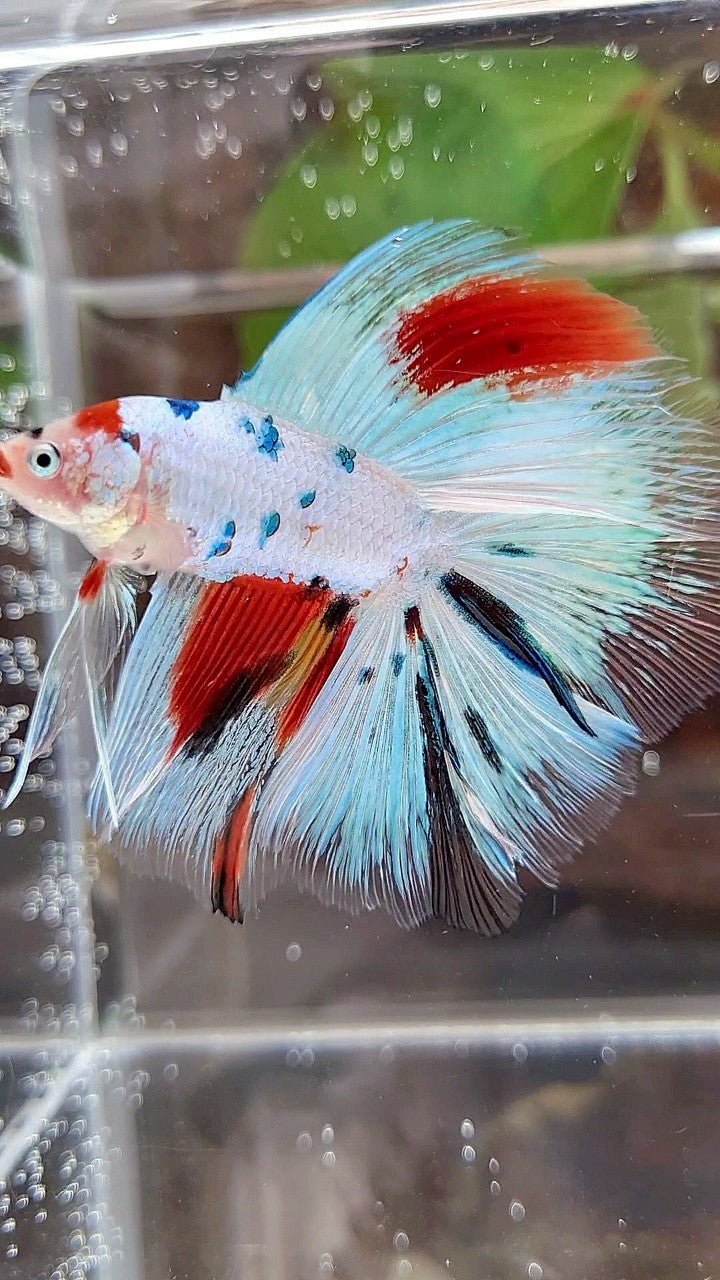 HALFMOON DOUBLE TAIL WHITE SNOW RED SPLASH MULTICOLOR BETTA FISH