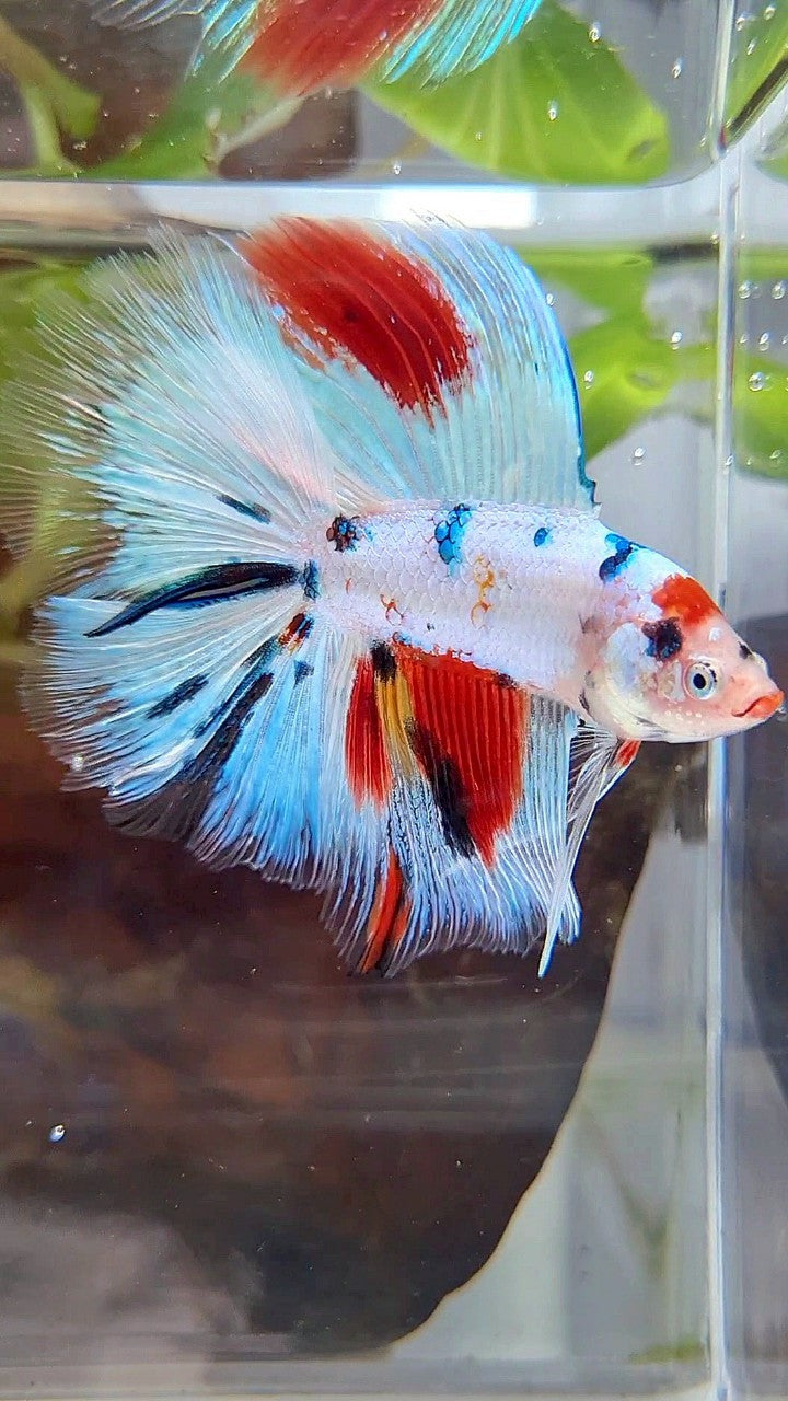HALFMOON DOUBLE TAIL WHITE SNOW RED SPLASH MULTICOLOR BETTA FISH