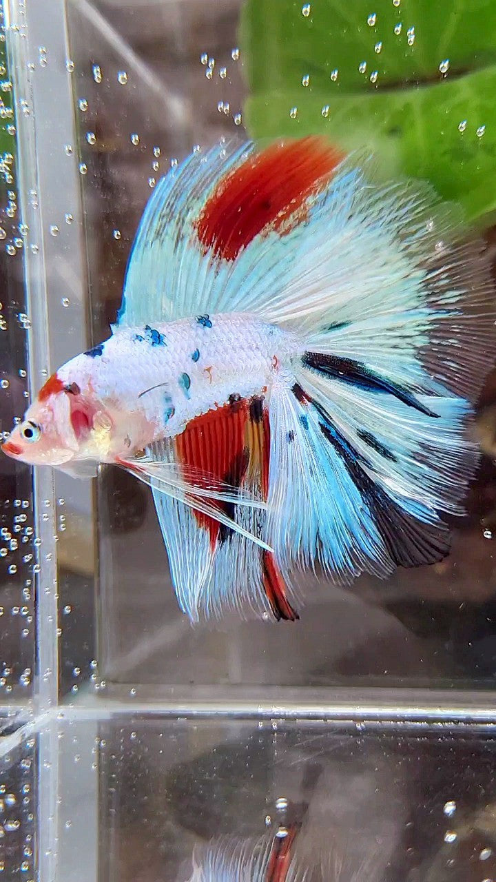 HALFMOON DOUBLE TAIL WHITE SNOW RED SPLASH MULTICOLOR BETTA FISH