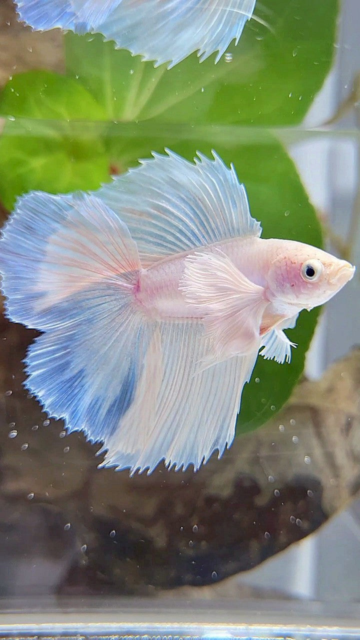 LUXURY HALFMOON DOUBLE TAIL DUMBO EAR SUPER WHITE OPAQUE BETTA FISH