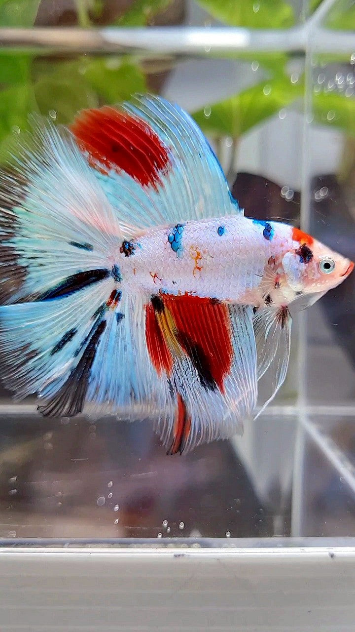 HALFMOON DOUBLE TAIL WHITE SNOW RED SPLASH MULTICOLOR BETTA FISH
