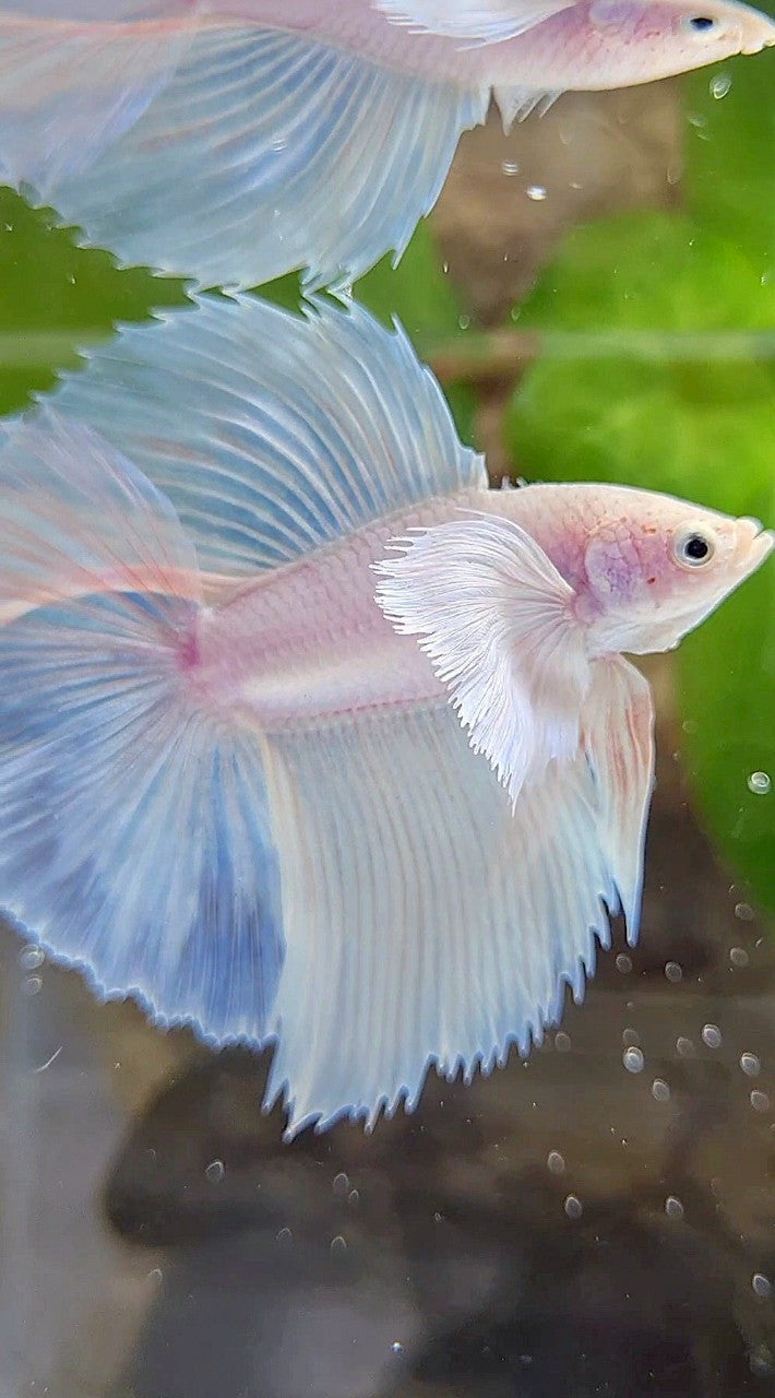 LUXURY HALFMOON DOUBLE TAIL DUMBO EAR SUPER WHITE OPAQUE LUXURY HALFMOON DOUBLE TAIL DUMBO EAR SUPER WHITE OPAQUE