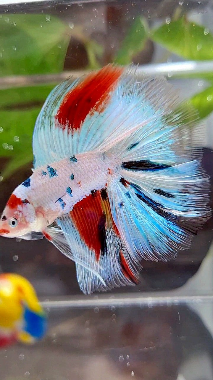 HALFMOON DOUBLE TAIL WHITE SNOW RED SPLASH MULTICOLOR BETTA FISH