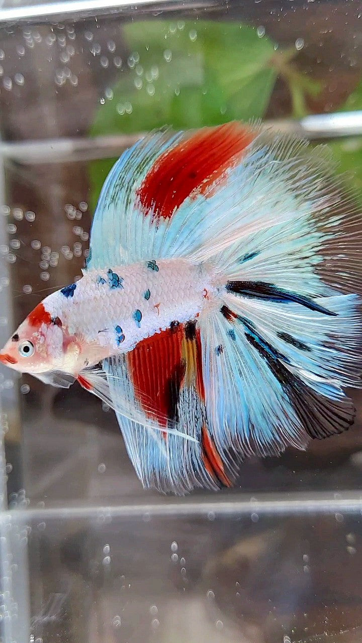 HALFMOON DOUBLE TAIL WHITE SNOW RED SPLASH MULTICOLOR BETTA FISH