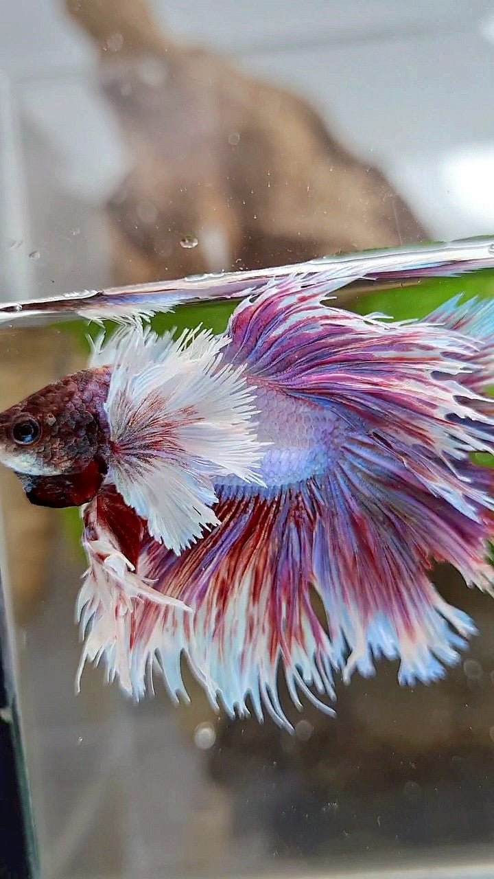KING HALFSUN SUPER DUMBO EAR PURPLE BETTA FISH