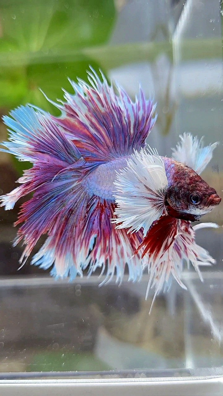 KING HALFSUN SUPER DUMBO EAR PURPLE BETTA FISH