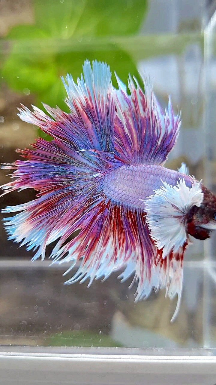 KING HALFSUN SUPER DUMBO EAR PURPLE BETTA FISH