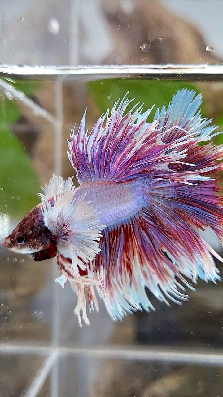 KING HALFSUN SUPER DUMBO EAR PURPLE BETTA FISH