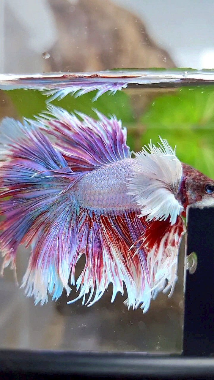 KING HALFSUN SUPER DUMBO EAR PURPLE BETTA FISH