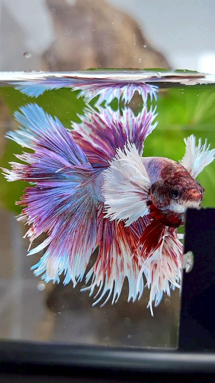 KING HALFSUN SUPER DUMBO EAR PURPLE BETTA FISH